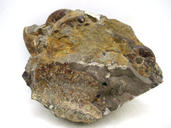 South Dakota Cretaceous Fossil Ammonite 44b | Fossils for Sale Genuine Cretaceous Age Scaphites Ammonite Fossil For Sale from South Dakota #44b