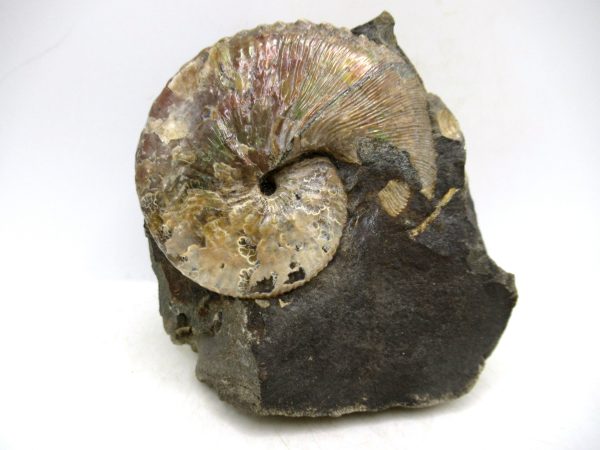 South Dakota Cretaceous Fossil Ammonite 46 | Fossils for Sale Genuine Cretaceous Age Scaphites Ammonite Fossil For Sale from South Dakota #46