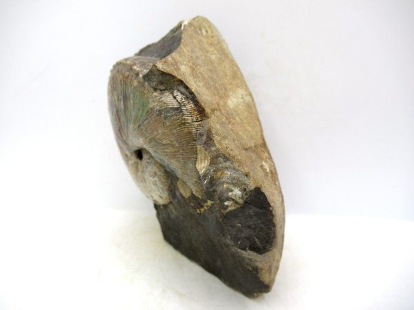 South Dakota Cretaceous Fossil Ammonite 46a | Fossils for Sale Genuine Cretaceous Age Scaphites Ammonite Fossil For Sale from South Dakota #46a