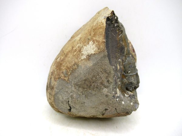 South Dakota Cretaceous Fossil Ammonite 46b | Fossils for Sale Genuine Cretaceous Age Scaphites Ammonite Fossil For Sale from South Dakota #46b