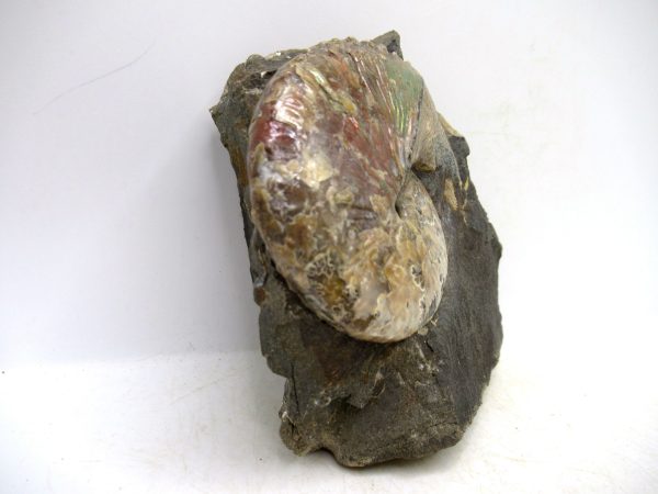 South Dakota Cretaceous Fossil Ammonite 46c | Fossils for Sale Genuine Cretaceous Age Scaphites Ammonite Fossil For Sale from South Dakota #46c