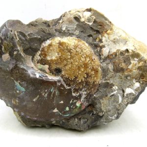 Genuine Cretaceous Age Scaphites Ammonite Fossil For Sale from South Dakota #47