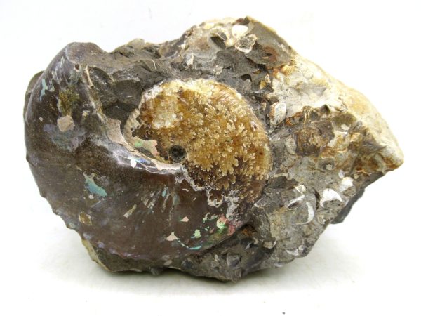 South Dakota Cretaceous Fossil Ammonite 47 | Fossils for Sale Genuine Cretaceous Age Scaphites Ammonite Fossil For Sale from South Dakota #47