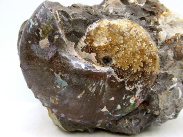 South Dakota Cretaceous Fossil Ammonite 47a | Fossils for Sale Genuine Cretaceous Age Scaphites Ammonite Fossil For Sale from South Dakota #47a