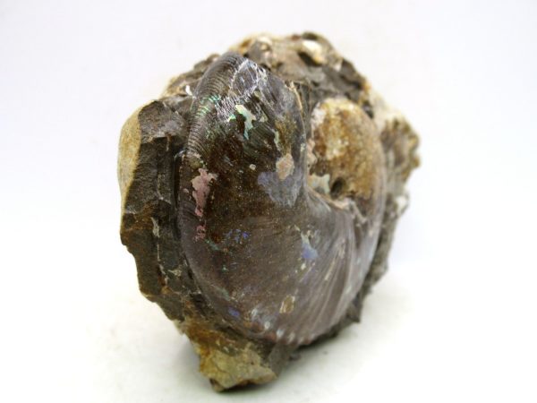 South Dakota Cretaceous Fossil Ammonite 47e | Fossils for Sale Genuine Cretaceous Age Scaphites Ammonite Fossil For Sale from South Dakota #47e