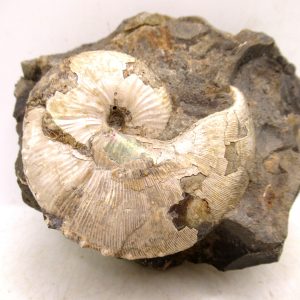 Genuine Cretaceous Age Scaphites Ammonite Fossil For Sale from South Dakota #48