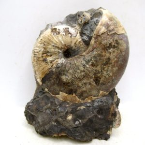 Genuine Cretaceous Age Scaphites Ammonite Fossil For Sale from South Dakota #49