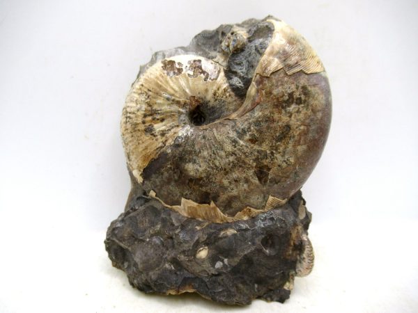South Dakota Cretaceous Fossil Ammonite 49 | Fossils for Sale Genuine Cretaceous Age Scaphites Ammonite Fossil For Sale from South Dakota #49