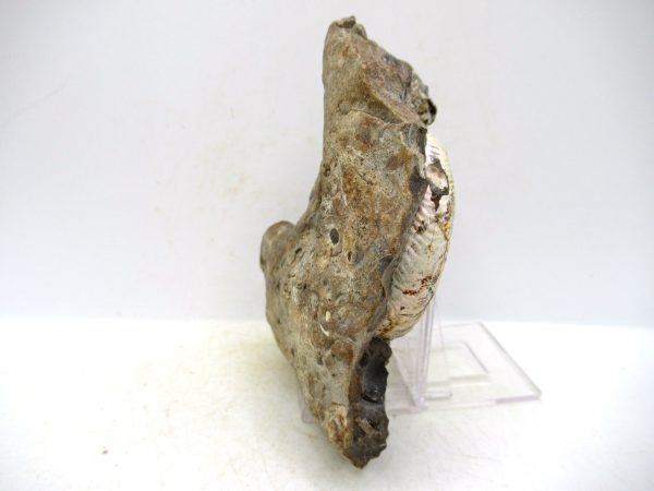 South Dakota Cretaceous Fossil Ammonite 49c | Fossils for Sale Genuine Cretaceous Age Scaphites Ammonite Fossil For Sale from South Dakota #49c