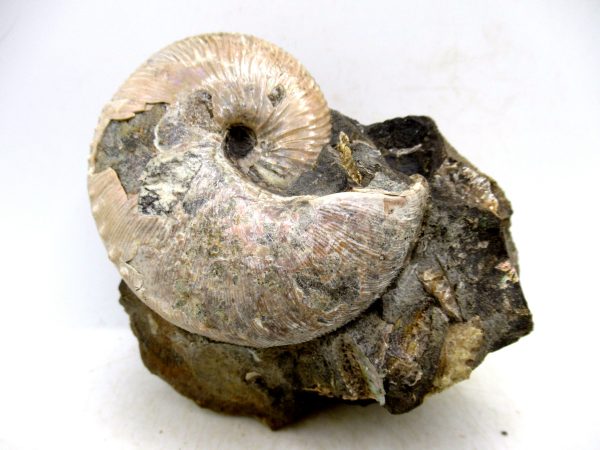 South Dakota Cretaceous Fossil Ammonite 50 | Fossils for Sale Genuine Cretaceous Age Scaphites Ammonite Fossil For Sale from South Dakota #50