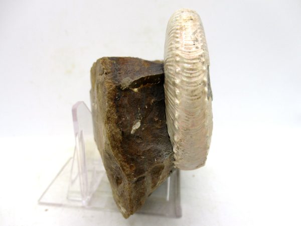 South Dakota Cretaceous Fossil Ammonite 50c | Fossils for Sale Genuine Cretaceous Age Scaphites Ammonite Fossil For Sale from South Dakota #50c