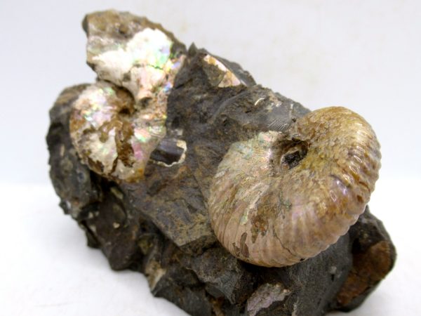 South Dakota Cretaceous Fossil Ammonite 51a | Fossils for Sale Genuine Cretaceous Age Scaphites Ammonite Fossil For Sale from South Dakota #51a