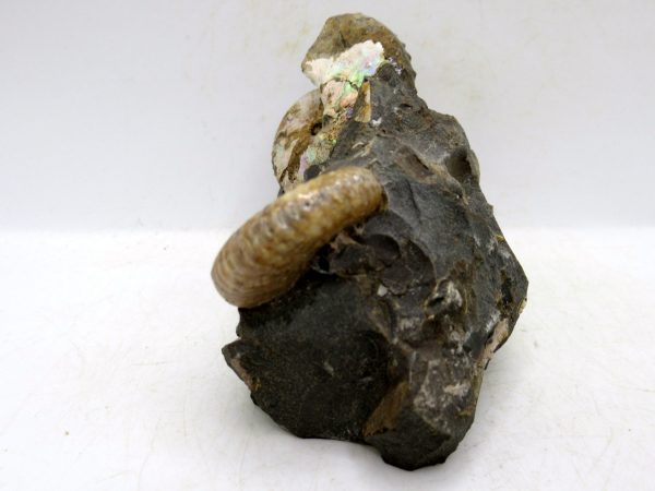 South Dakota Cretaceous Fossil Ammonite 51b | Fossils for Sale Genuine Cretaceous Age Scaphites Ammonite Fossil For Sale from South Dakota #51b