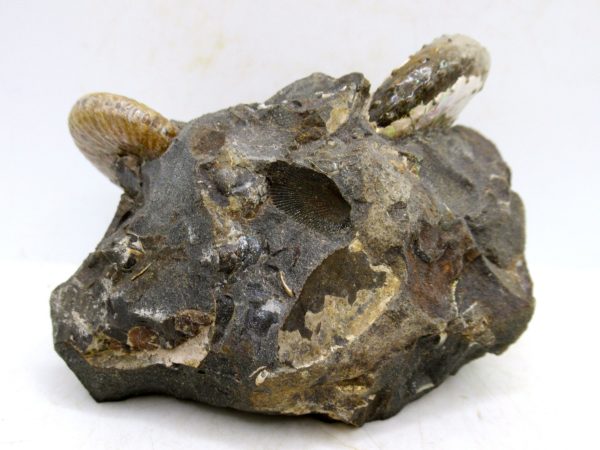 South Dakota Cretaceous Fossil Ammonite 51c | Fossils for Sale Genuine Cretaceous Age Scaphites Ammonite Fossil For Sale from South Dakota #51c