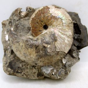 Genuine Cretaceous Age Scaphites Ammonite Fossil For Sale from South Dakota #52
