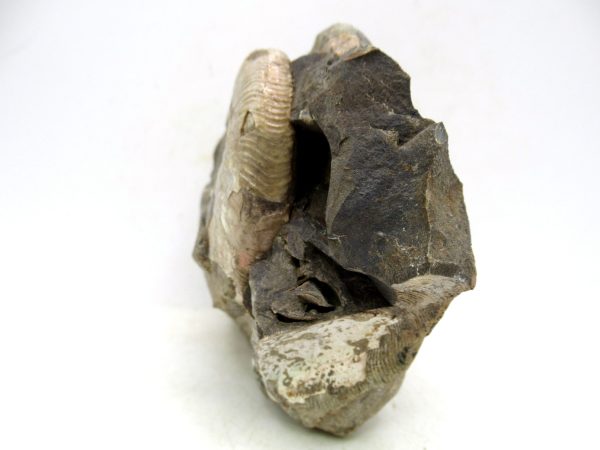 South Dakota Cretaceous Fossil Ammonite 52b | Fossils for Sale Genuine Cretaceous Age Scaphites Ammonite Fossil For Sale from South Dakota #52b