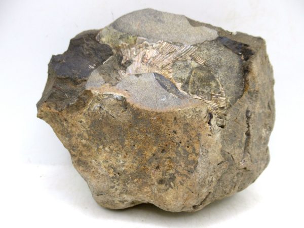 South Dakota Cretaceous Fossil Ammonite 52c | Fossils for Sale Genuine Cretaceous Age Scaphites Ammonite Fossil For Sale from South Dakota #52c