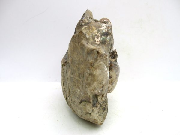 South Dakota Cretaceous Fossil Ammonite 52d | Fossils for Sale Genuine Cretaceous Age Scaphites Ammonite Fossil For Sale from South Dakota #52d