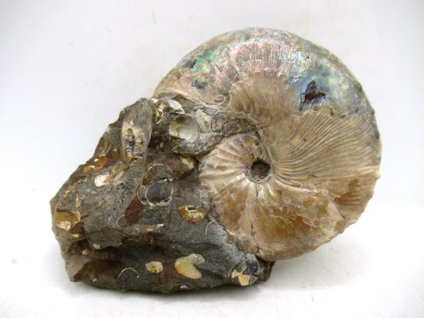 South Dakota Cretaceous Fossil Ammonite 55 | Fossils for Sale Genuine Cretaceous Age Scaphites Ammonite Fossil For Sale from South Dakota #55