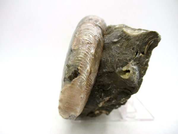 South Dakota Cretaceous Fossil Ammonite 55b | Fossils for Sale Genuine Cretaceous Age Scaphites Ammonite Fossil For Sale from South Dakota #55b