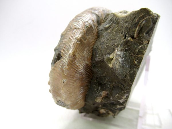 South Dakota Cretaceous Fossil Ammonite 55c | Fossils for Sale Genuine Cretaceous Age Scaphites Ammonite Fossil For Sale from South Dakota #55c