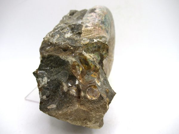 South Dakota Cretaceous Fossil Ammonite 55e | Fossils for Sale Genuine Cretaceous Age Scaphites Ammonite Fossil For Sale from South Dakota #55e