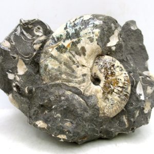 Genuine Cretaceous Age Scaphites Ammonite Fossil For Sale from South Dakota #57