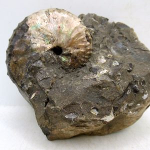 Genuine Cretaceous Age Scaphites Ammonite Fossil For Sale from South Dakota #58