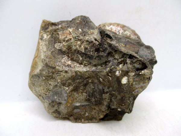 South Dakota Cretaceous Fossil Ammonite 58b | Fossils for Sale Genuine Cretaceous Age Scaphites Ammonite Fossil For Sale from South Dakota #58b