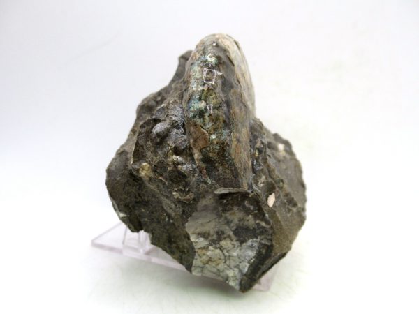 South Dakota Cretaceous Fossil Ammonite 58c | Fossils for Sale Genuine Cretaceous Age Scaphites Ammonite Fossil For Sale from South Dakota #58c