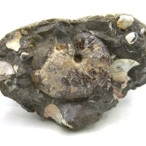 Genuine Cretaceous Age Scaphites Ammonite Fossil For Sale from South Dakota #59