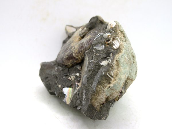 South Dakota Cretaceous Fossil Ammonite 59b | Fossils for Sale Genuine Cretaceous Age Scaphites Ammonite Fossil For Sale from South Dakota #59b