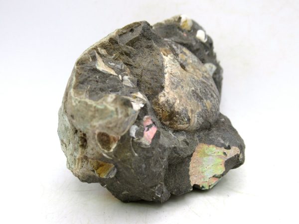 South Dakota Cretaceous Fossil Ammonite 59d | Fossils for Sale Genuine Cretaceous Age Scaphites Ammonite Fossil For Sale from South Dakota #59d