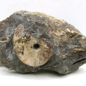 Genuine Cretaceous Age Scaphites Ammonite Fossil For Sale from South Dakota #60