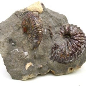 Genuine Cretaceous Age Scaphites Ammonite Fossil For Sale from South Dakota #61