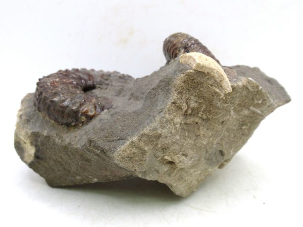 South Dakota Cretaceous Fossil Ammonite 61b | Fossils for Sale Genuine Cretaceous Age Scaphites Ammonite Fossil For Sale from South Dakota #61b