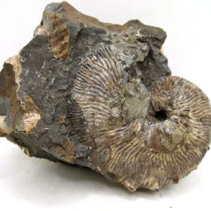 Genuine Cretaceous Age Scaphites Ammonite Fossil For Sale from South Dakota #62