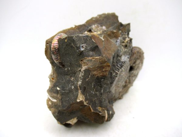 South Dakota Cretaceous Fossil Ammonite 62d | Fossils for Sale Genuine Cretaceous Age Scaphites Ammonite Fossil For Sale from South Dakota #62d