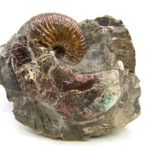 Genuine Cretaceous Age Scaphites Ammonite Fossil For Sale from South Dakota #63