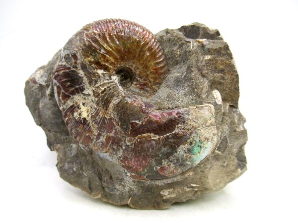 South Dakota Cretaceous Fossil Ammonite 63 | Fossils for Sale Genuine Cretaceous Age Scaphites Ammonite Fossil For Sale from South Dakota #63