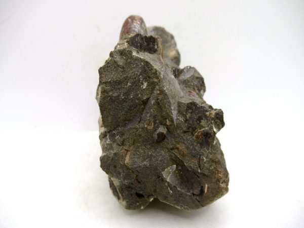 South Dakota Cretaceous Fossil Ammonite 63b | Fossils for Sale Genuine Cretaceous Age Scaphites Ammonite Fossil For Sale from South Dakota #63b