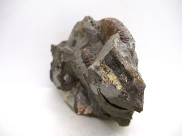 South Dakota Cretaceous Fossil Ammonite 63d | Fossils for Sale Genuine Cretaceous Age Scaphites Ammonite Fossil For Sale from South Dakota #63d