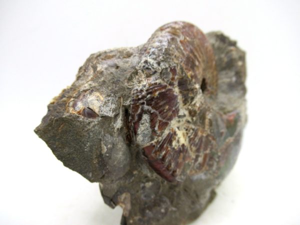 South Dakota Cretaceous Fossil Ammonite 63e | Fossils for Sale Genuine Cretaceous Age Scaphites Ammonite Fossil For Sale from South Dakota #63e