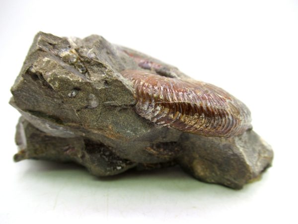 South Dakota Cretaceous Fossil Ammonite 63f | Fossils for Sale Genuine Cretaceous Age Scaphites Ammonite Fossil For Sale from South Dakota #63f