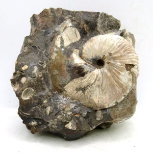 Genuine Cretaceous Age Scaphites Ammonite Fossil For Sale from South Dakota #64
