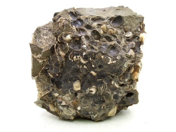 South Dakota Cretaceous Fossil Ammonite 64b | Fossils for Sale Genuine Cretaceous Age Scaphites Ammonite Fossil For Sale from South Dakota #64b