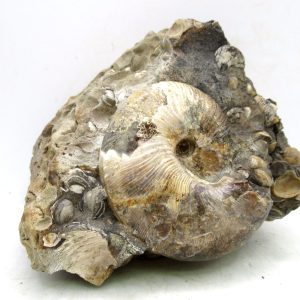 Genuine Cretaceous Age Scaphites Ammonite Fossil For Sale from South Dakota #65