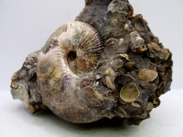 South Dakota Cretaceous Fossil Ammonite 65a | Fossils for Sale Genuine Cretaceous Age Scaphites Ammonite Fossil For Sale from South Dakota #65a