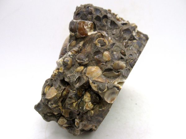 South Dakota Cretaceous Fossil Ammonite 65b | Fossils for Sale Genuine Cretaceous Age Scaphites Ammonite Fossil For Sale from South Dakota #65b