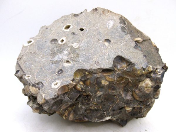 South Dakota Cretaceous Fossil Ammonite 65c | Fossils for Sale Genuine Cretaceous Age Scaphites Ammonite Fossil For Sale from South Dakota #65c